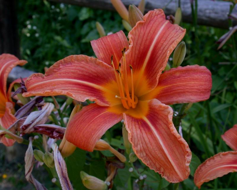 Hemerocallis fulva L. / Giglio di San Giuseppe